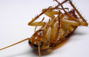 蚊子蟑螂怕什么颜色?