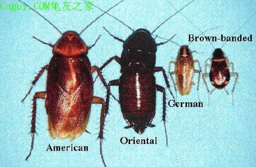 蚊子咬了怎么消肿？