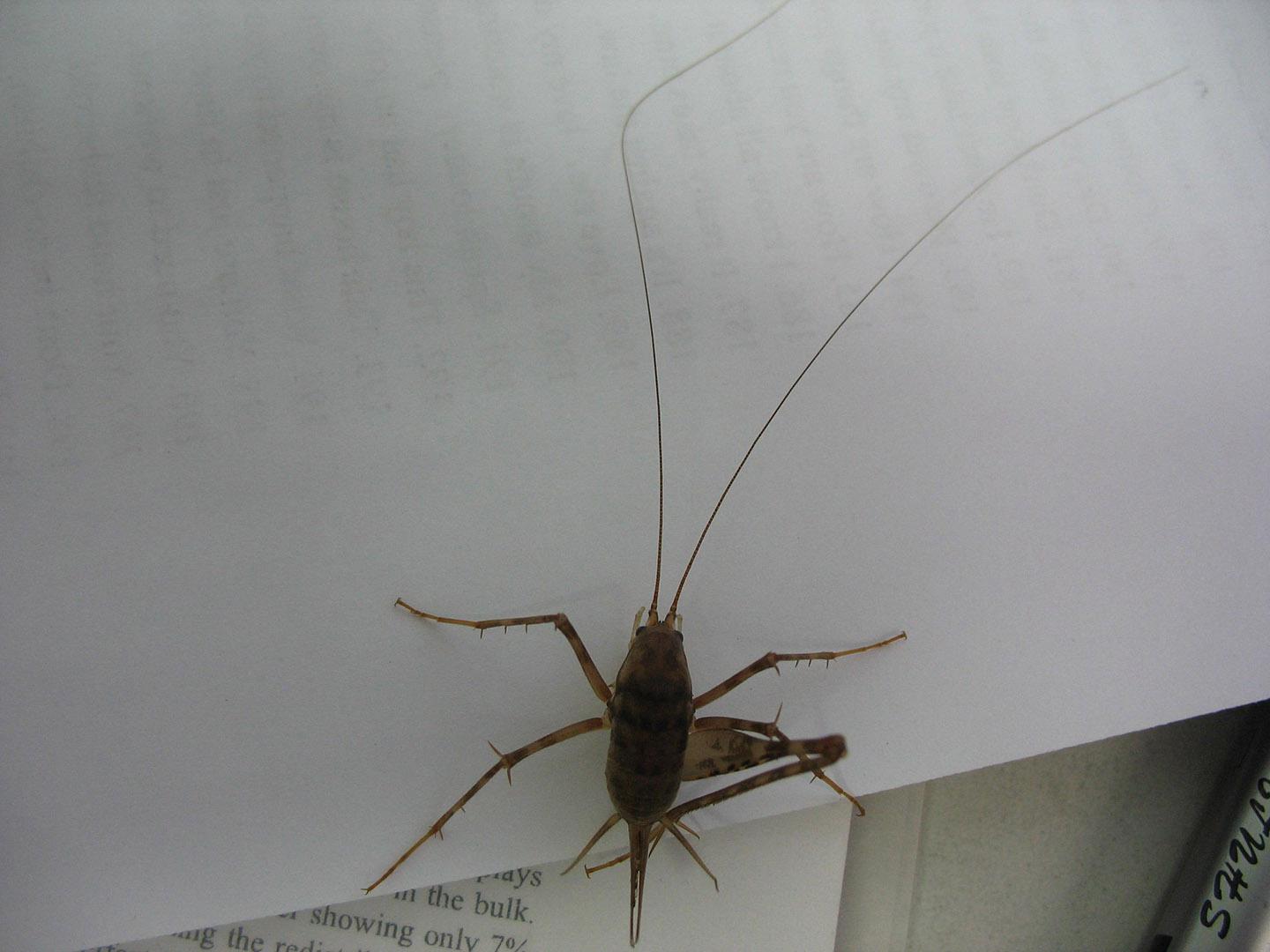 白蚁会吃水泥墙吗？