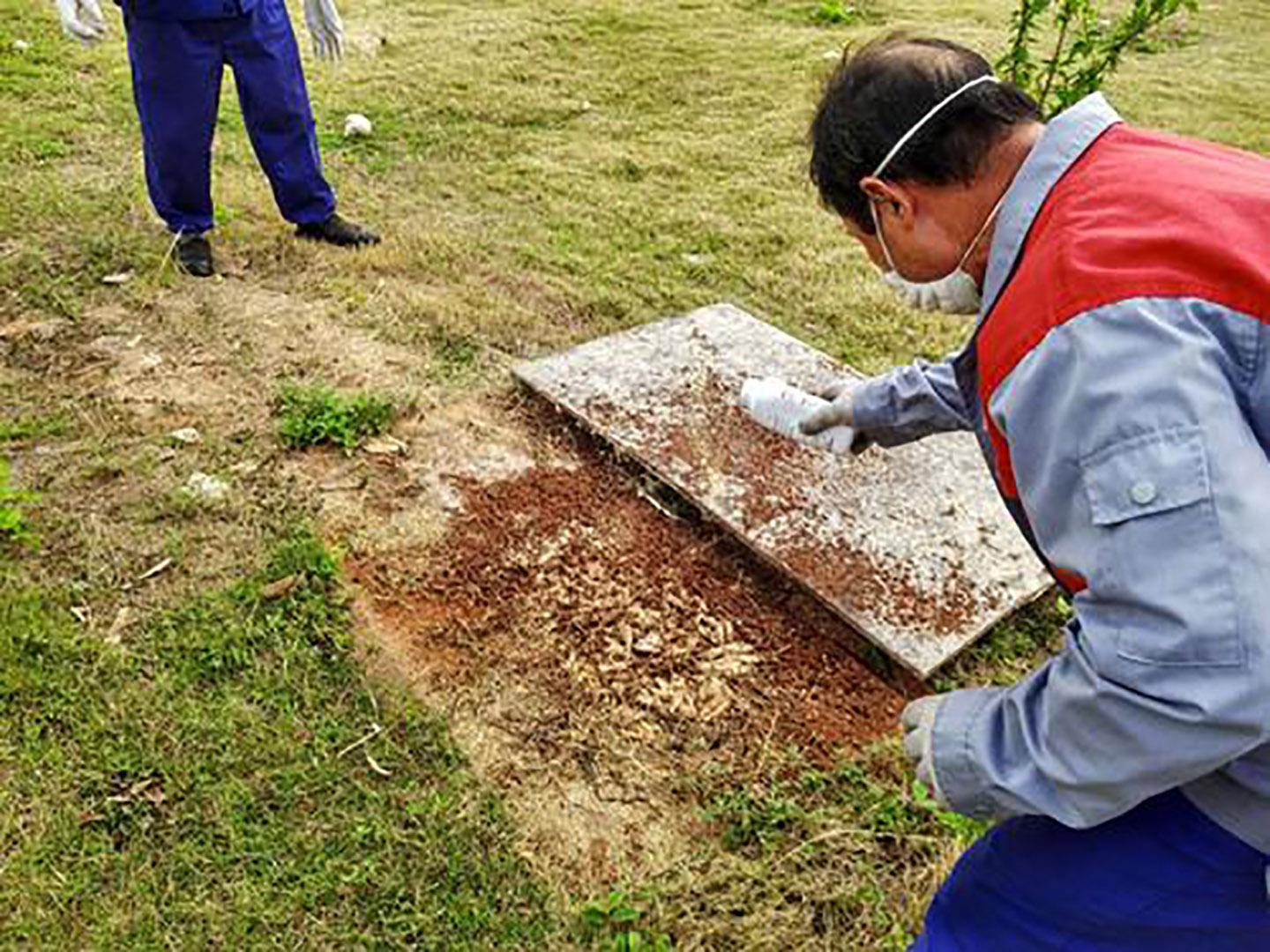 家里面有白蚁怎么处理？