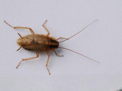 广州杀虫灭鼠公司：家里怎么会有蟑螂是什么原因造成的？