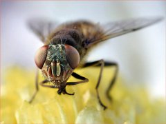 广州杀虫灭鼠公司：家中蟑螂泛滥怎么办？