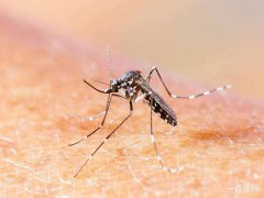 广州杀虫灭鼠公司：有什么方法可以灭掉家里的蟑螂？