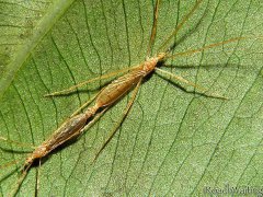 广州杀虫灭鼠公司：蟑螂会咬人吗咬到人起包吗？