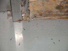 广州杀虫灭鼠公司：蟑螂从哪里进家里的啊？