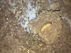 广州杀虫灭鼠公司：什么情况下家里会有蟑螂？