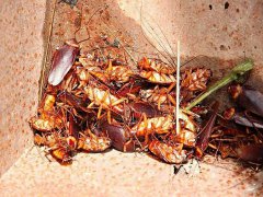 广州杀虫灭鼠公司：蟑螂怎么杀死？