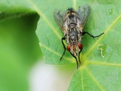 广州杀虫灭鼠公司：蟑螂爬过的食物能吃吗？