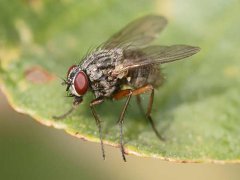 广州杀虫灭鼠公司：家里突然好多小蟑螂？