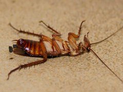 广州杀虫灭鼠公司：家里有白蚁怎么办？