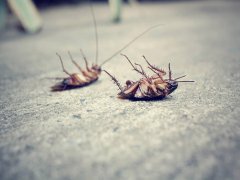 广州杀虫灭鼠公司：家里有白蚁的迹象