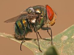 广州杀虫灭鼠公司：白蚁有没有毒？