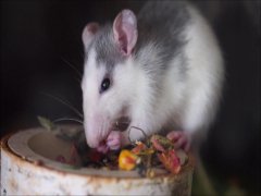 广州杀虫灭鼠公司：白蚁对混凝土的房子危害大吗？