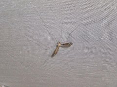 广州杀虫灭鼠公司：蚂蚁吃白蚁吗？