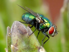 广州杀虫灭鼠公司：如何杀死白蚁？