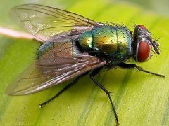 广州杀虫灭鼠公司：白蚁最怕什么东西？