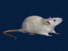 广州杀虫灭鼠公司：白蚁会蛀水泥墙吗？