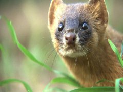 广州杀虫灭鼠公司：家里有老鼠怎么消灭？