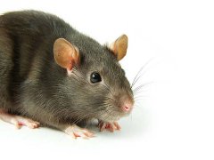 广州杀虫灭鼠公司：老鼠喜欢吃什么诱饵？