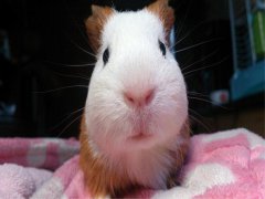 广州杀虫灭鼠公司：怎么消灭家里的老鼠？