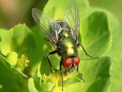 广州杀虫灭鼠公司：老鼠怕不怕杀虫剂？