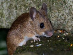 广州杀虫灭鼠公司：酒店灭鼠最佳方法