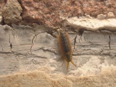 广州杀虫灭鼠公司：蟑螂的生命周期