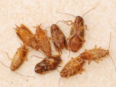 广州杀虫灭鼠公司：蟑螂是什么时代的生物？