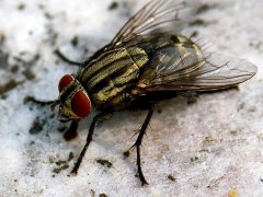 广州杀虫灭鼠公司：怎么才能把老鼠治干净？