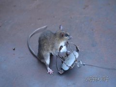 广州杀虫灭鼠公司：如何清除死老鼠的臭味？