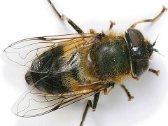 广州杀虫灭鼠公司：老鼠藏在哪里？