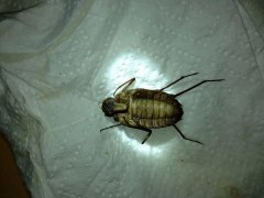 广州杀虫灭鼠公司：消灭苍蝇的办法