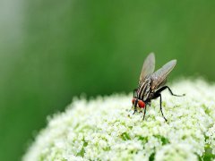 广州杀虫灭鼠公司：防苍蝇有什么小妙招？