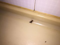 广州杀虫灭鼠公司：怎样能消灭老鼠？