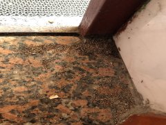 广州杀虫灭鼠公司：什么东西防老鼠比较有效？