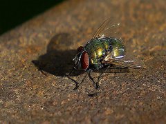 广州杀虫灭鼠公司：屋里进老鼠了怎么才能尽快消灭？