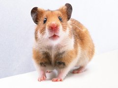 广州杀虫灭鼠公司：老鼠的克星是什么动物？