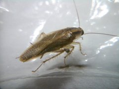 广州杀虫灭鼠公司：家里蟑螂是怎么产生的？