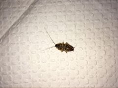 广州杀虫灭鼠公司：打不死的小强