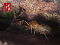 广州杀虫灭鼠公司：什么东西杀蟑螂最有效？